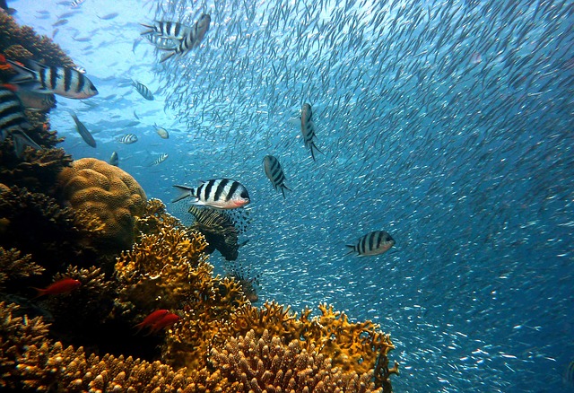 korálový útes s rybami