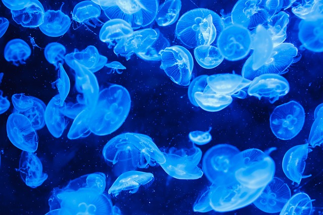 medúzy ve velké hloubce